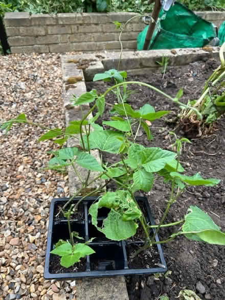 Photo of free Runner bean plants (Hanwell) #1