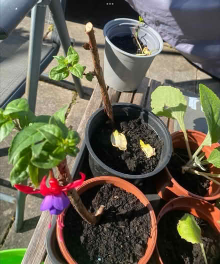 Photo of free Hardy Fuschia cuttings (Kingsway) #1