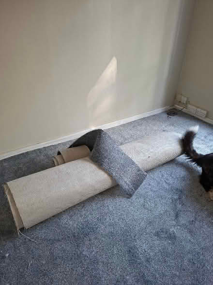 Photo of free Brand new carpet (St Nicholas SG1) #2