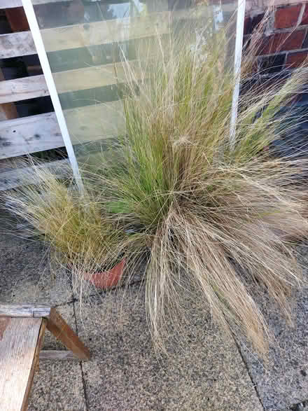 Photo of free Plants (WR14 Malvern Link) #1