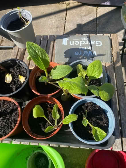 Photo of free Digitalis(Foxglove) plants (Kingsway) #1