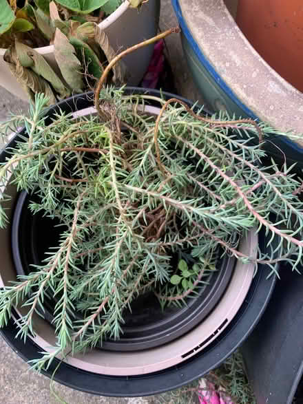 Photo of free Rockery plant (Bracknell RG12) #1