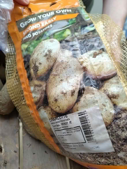 Photo of free Seed potatoes (Weston) #2