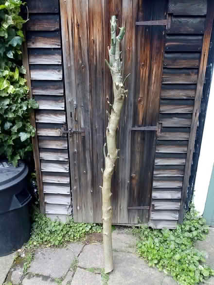 Photo of free Holly trunk for woodworking, lathe? (Highbury N5) #1