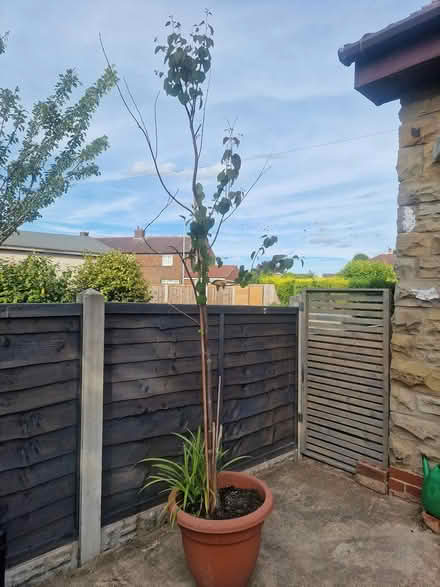 Photo of free Cherry Tree (WF4) #1