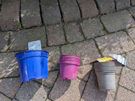Photo of free Plastic pots for plants (L37) #1