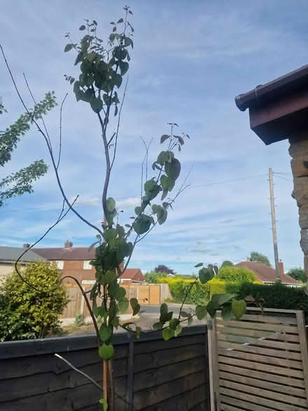 Photo of free Cherry Tree (WF4) #2