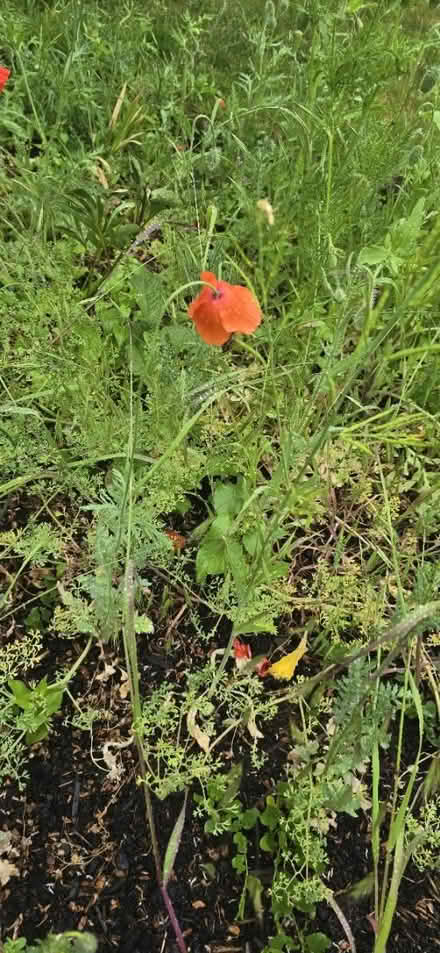 Photo of free Poppy? (Headington OX3) #1