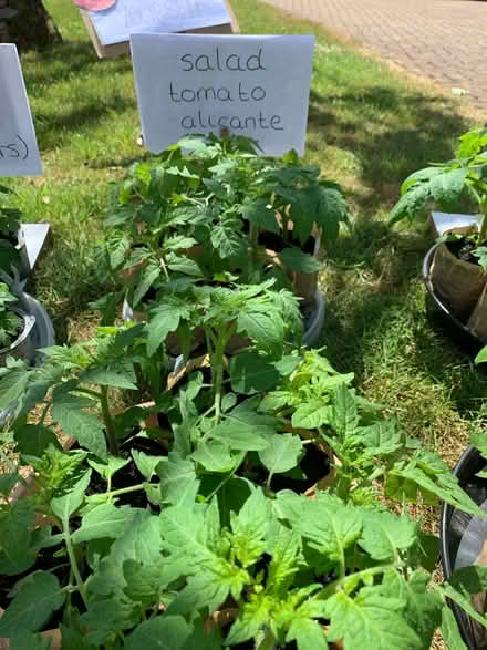 Photo of free Tomato plants (Studham LU6) #4