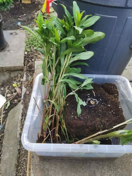 Photo of free Michaelmas (?) Daisies (Saltaire BD18) #1
