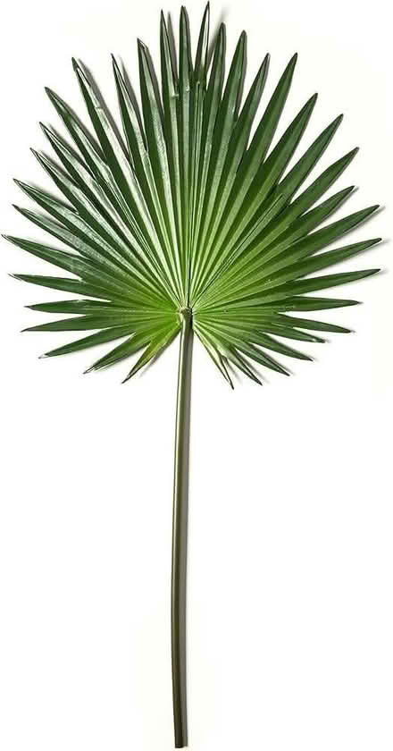 Photo of Palm Leaves (Fenlake MK42) #2