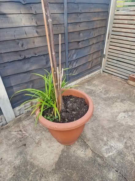 Photo of free Cherry Tree (WF4) #3