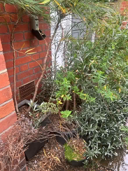 Photo of free Plants and pots (Chiswick) #1