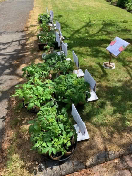 Photo of free Tomato plants (Studham LU6) #1