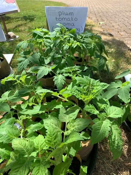 Photo of free Tomato plants (Studham LU6) #2