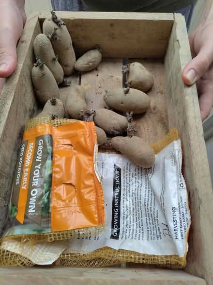 Photo of free Seed potatoes (Weston) #1