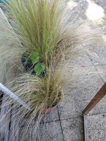 Photo of free Plants (WR14 Malvern Link) #3