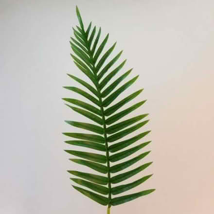 Photo of Palm Leaves (Fenlake MK42) #1