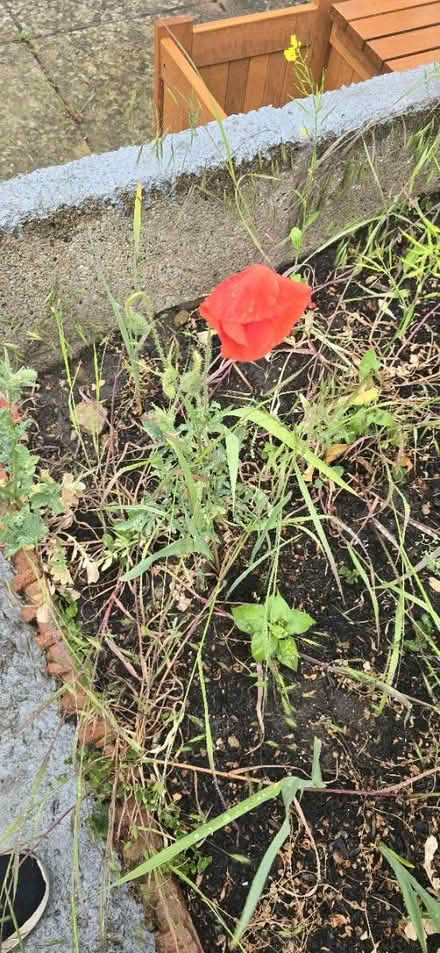 Photo of free Poppy? (Headington OX3) #2