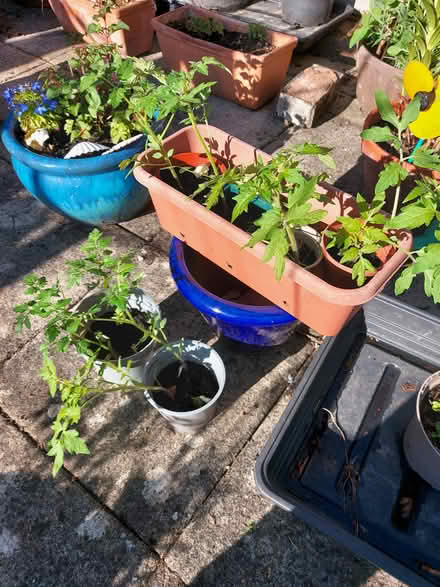 Photo of free Plants (WR14 Malvern Link) #2