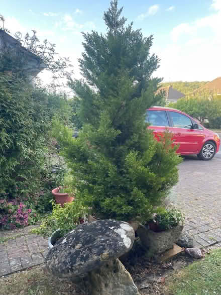 Photo of free Tree. (Woodmancote GL52) #1