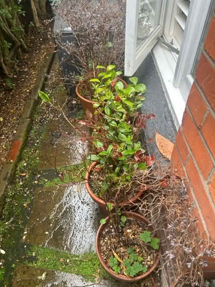 Photo of free Plants and pots (Chiswick) #2