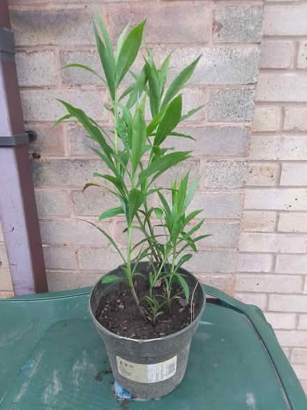 Photo of free Perennial plant with yellow flower (Killamarsh S21) #1
