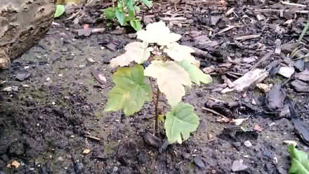 Photo of free Sycamore Trees young and well rooted ready to plant up.. (Kingsmead) #1