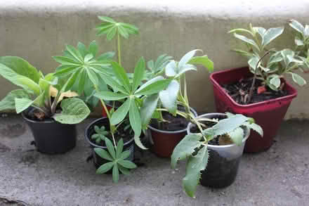 Photo of free Six healthy garden plants (Bray Seafront) #1