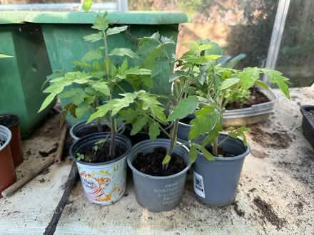 Photo of free Tomatoes plants (Totteridge HW HP13) #1