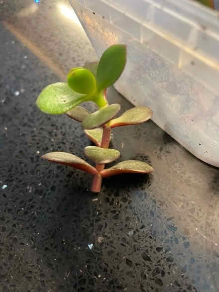 Photo of free Crassula ovata cuttings (Horsforth LS18) #2