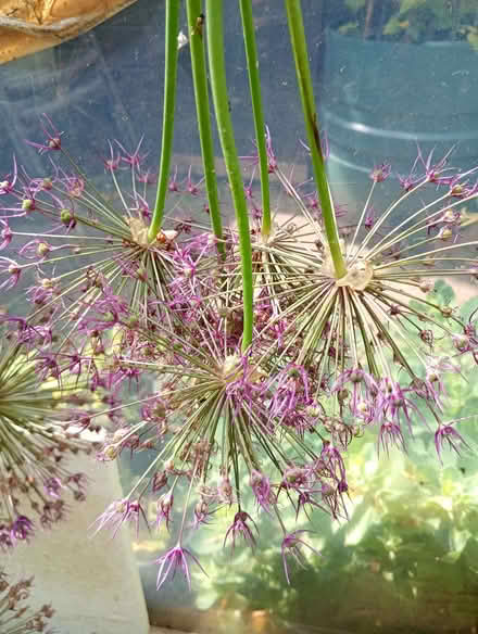 Photo of free Allium heads for drying. (Temple Cowley OX4) #1