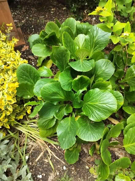 Photo of free Bergenia plants (Southcote RG1) #2
