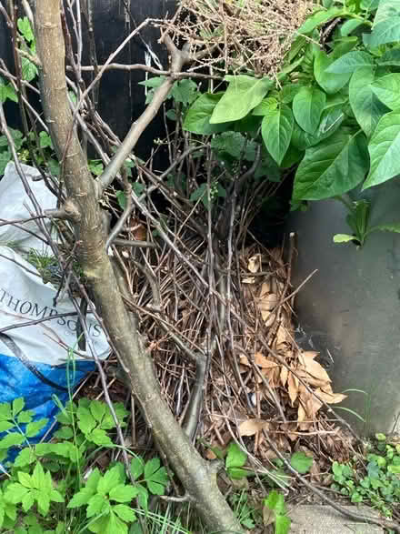 Photo of free Kindling (Oulton LS26) #1