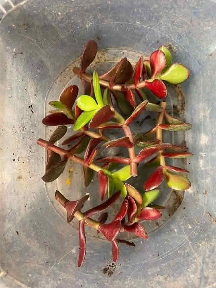 Photo of free Crassula ovata cuttings (Horsforth LS18) #1
