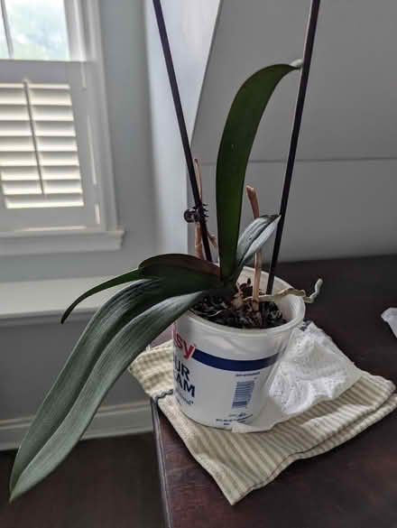 Photo of free Neglected orchid seeks good home (Hyattsville) #1