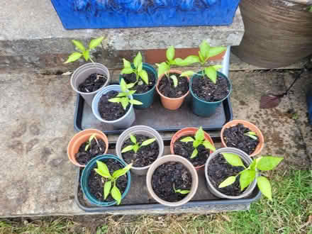 Photo of free JalapenĚo Pepper plants (WOKING St Johns GU21) #1