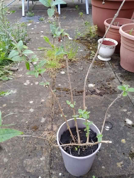 Photo of free Buddleia plant (Baswich ST17) #1