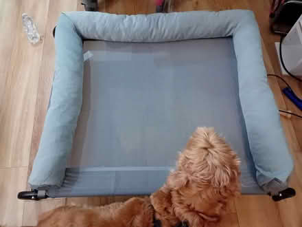 Photo of free Large Dog Bed (Brand New) (New Malden KT3) #1