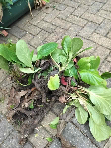 Photo of free Bergenia plants (Southcote RG1) #3