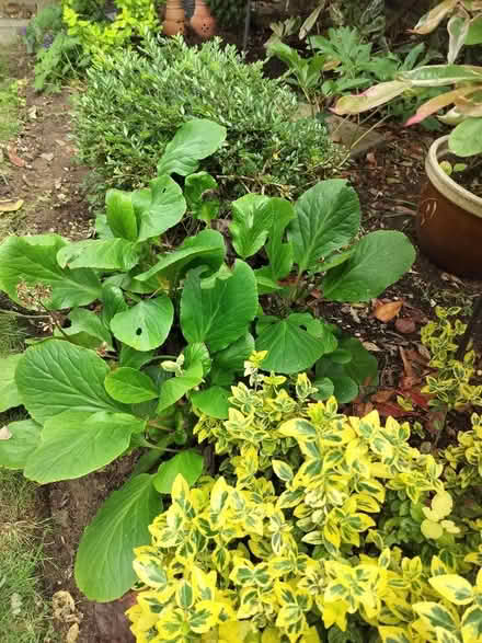 Photo of free Bergenia plants (Southcote RG1) #1