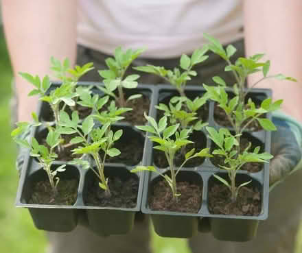 Photo of Veg and fruit plants (OX4 4RA) #1