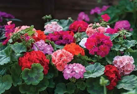 Photo of free 30 garden ready geraniums (St Anne's Park BS4) #1