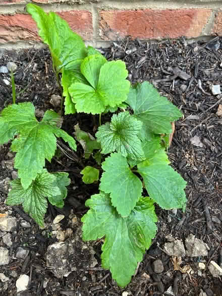 Photo of free Various Garden Shrubs and Rosemary (Kings Chase SO51) #4