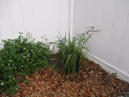 Photo of free Potted Native Spiderwort Plants (casselberry) #1