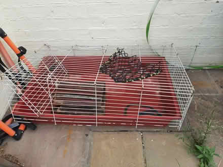 Photo of free Guinea pig stuff (Chester) #2