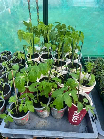Photo of free Tomato plants / Broccoli (SS8 Canvey island) #1
