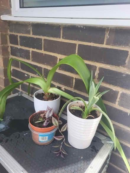 Photo of free Plants (Elm farm aylesbury HP21) #1