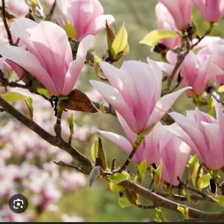 Photo of Magnolia Tree (Tooting SW17) #1