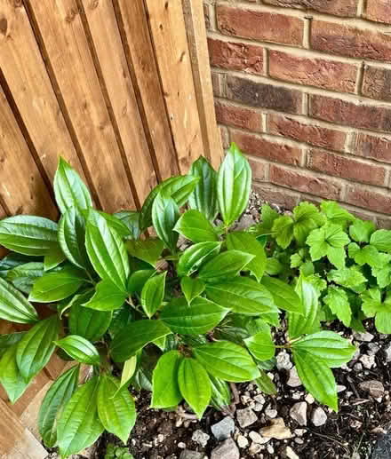 Photo of free Various Garden Shrubs and Rosemary (Kings Chase SO51) #1